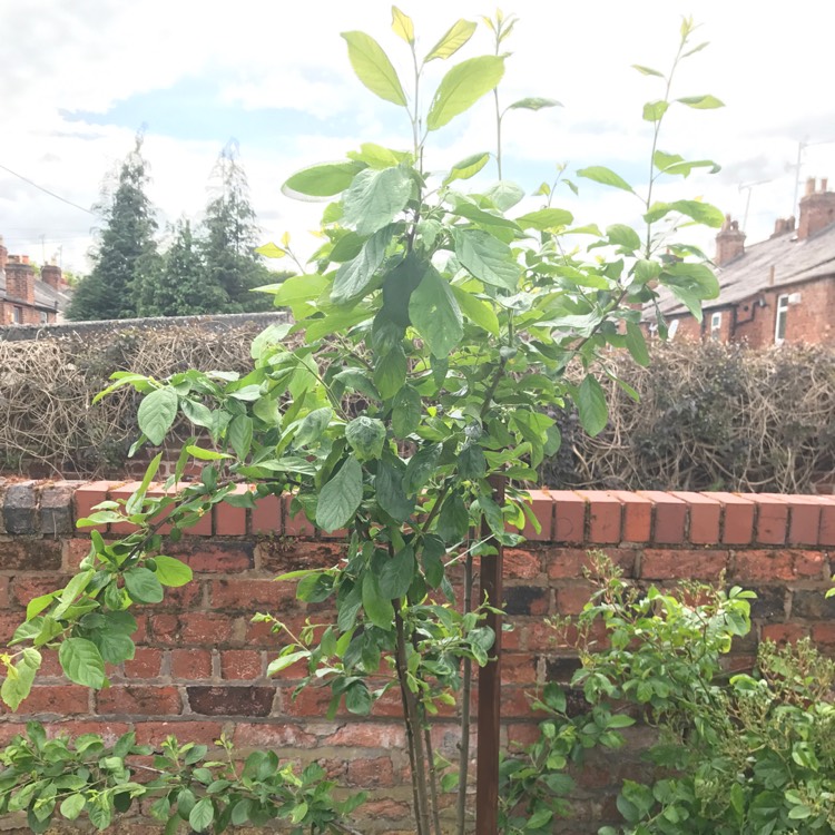 plant image 407012