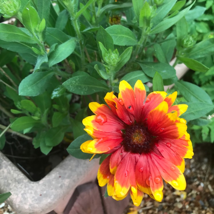 plant image 430264