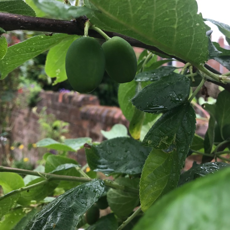 plant image 434861