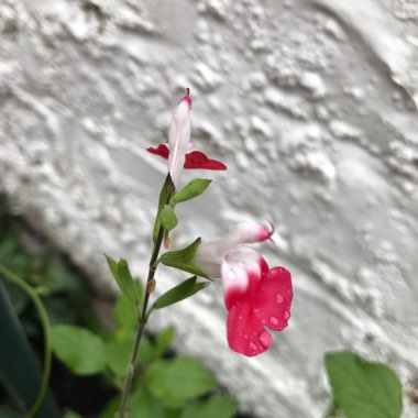 Salvia 'Hot Lips' syn. Salvia x jamensis 'Hot Lips', Salvia microphylla 'Hot Lips'