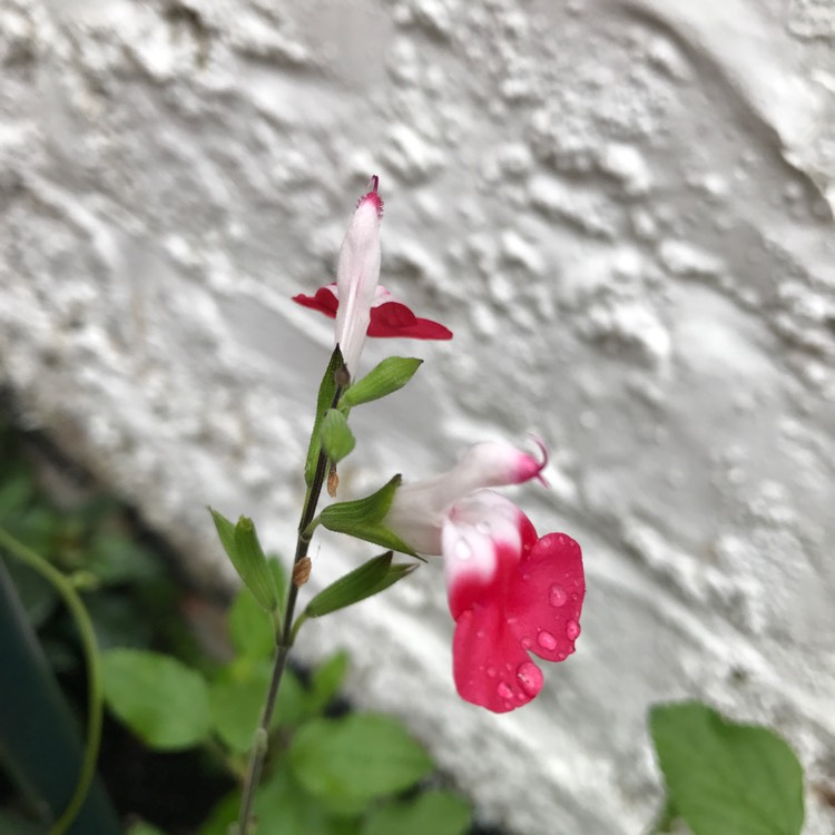 plant image 435175
