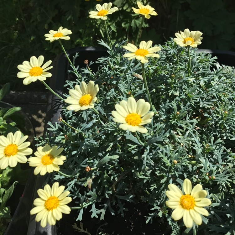 Plant image Argyranthemum 'Bonmadprose'