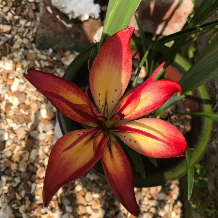 Plant image Lilium 'African Lady'