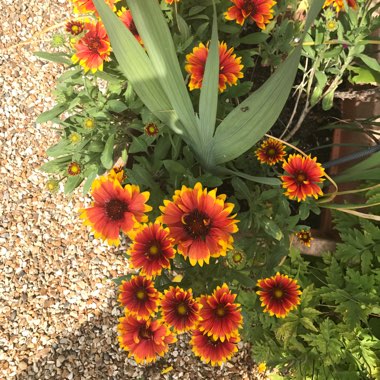 Gaillardia