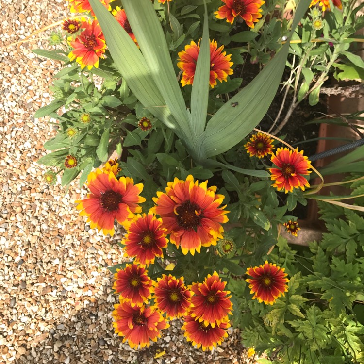 Plant image Gaillardia