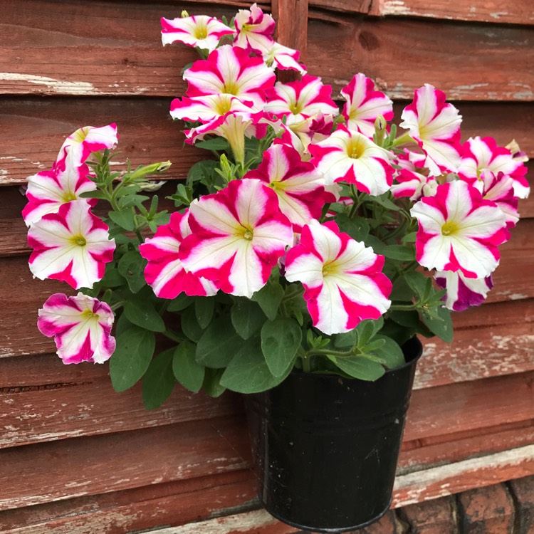 Plant image Petunia 'Wespecrachee' (Crazytunia Series) syn. Petunia 'Cherry Cheesecake'