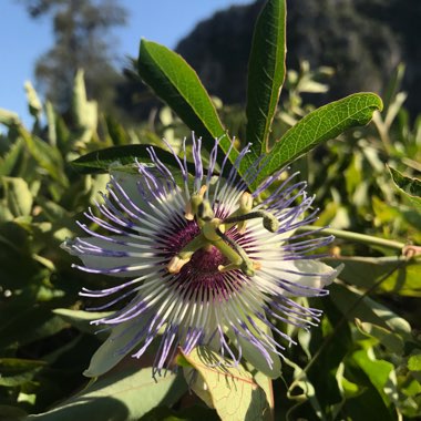 Passiflora