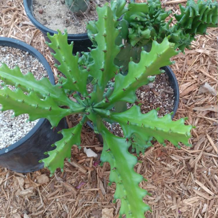 Plant image Euphorbia Antiquorum