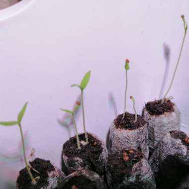 Solanum lycopersicum  syn. Lycopersicon lycopersicum