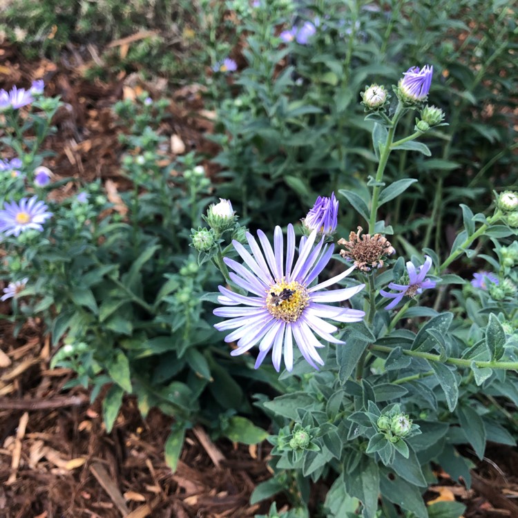 Plant image Aster x frikartii 'Jungfrau'