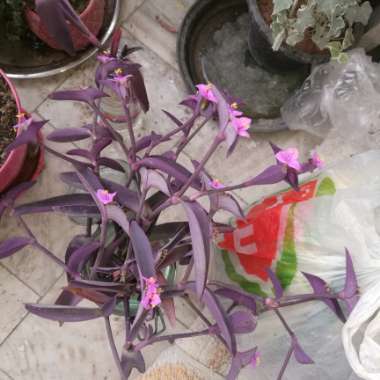 Saeed's garden