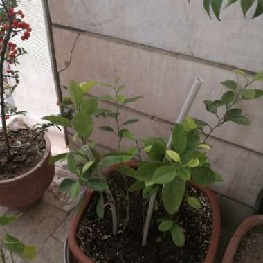 Saeed's garden