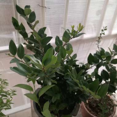 Saeed's garden