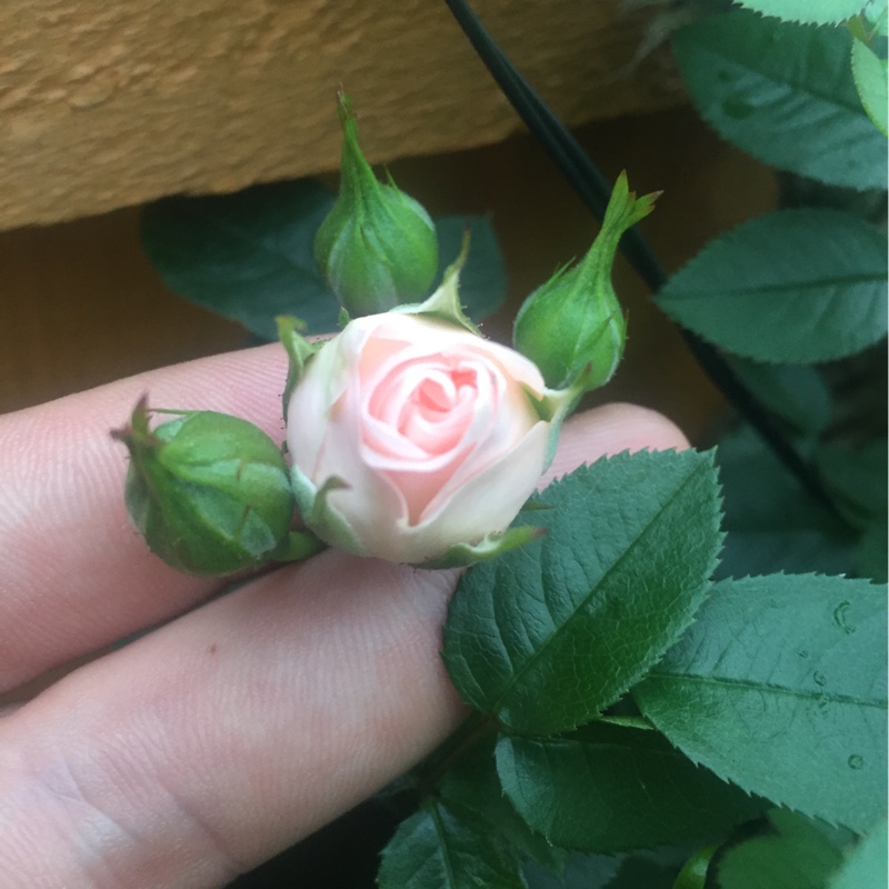 Rose 'Lovely Bride'