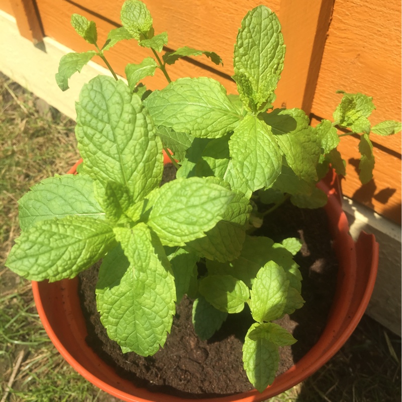 plant image 87243