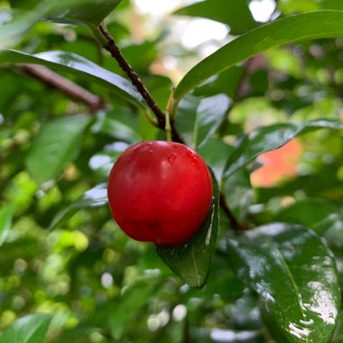 Shaheen's garden