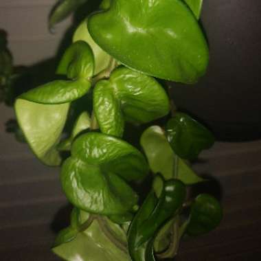 Hindu Rope Plant, Indian Rope plant