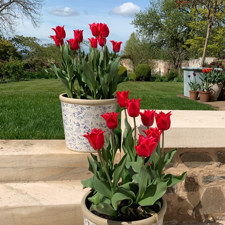 plant image 1029640