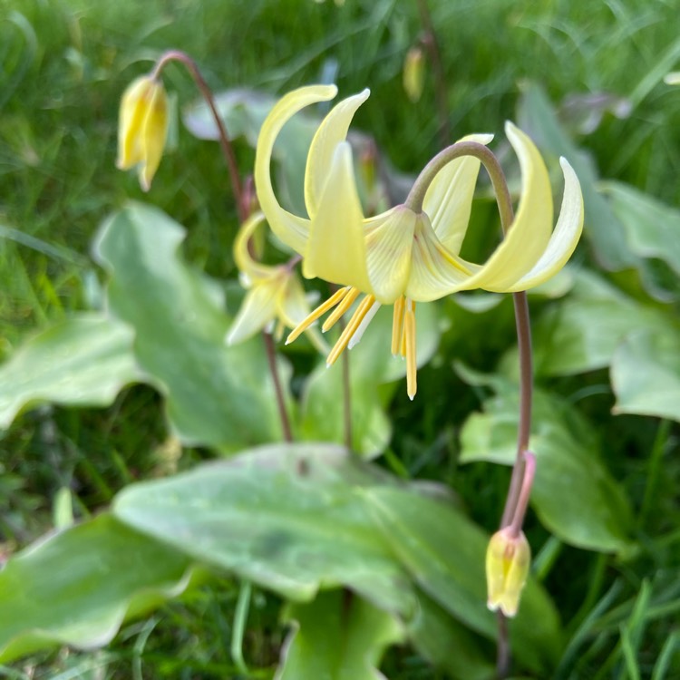 plant image 1265714