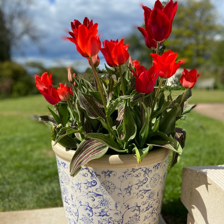 plant image 1286411