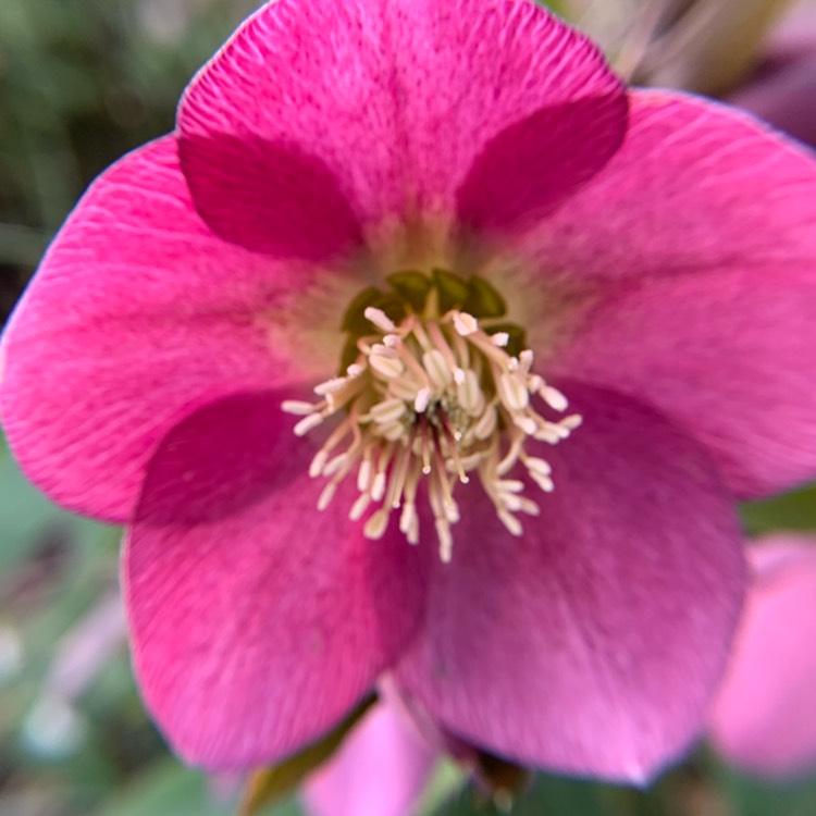 plant image 940637
