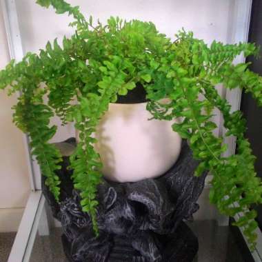 Boston Fern