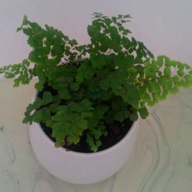 Maidenhair fern