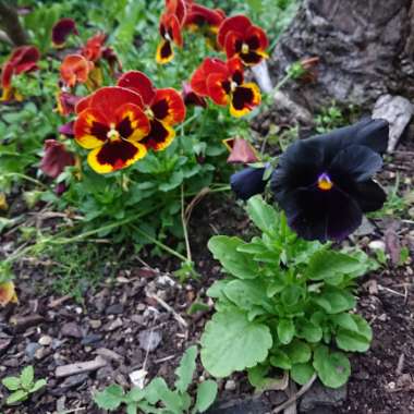 Shanelle's garden