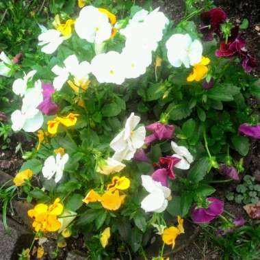 Shanelle's garden