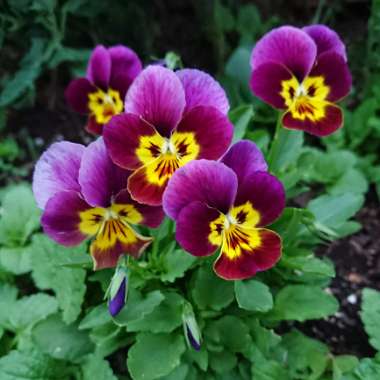 Shanelle's garden