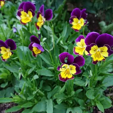 Shanelle's garden
