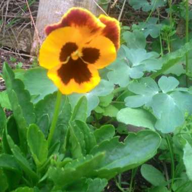 Shanelle's garden