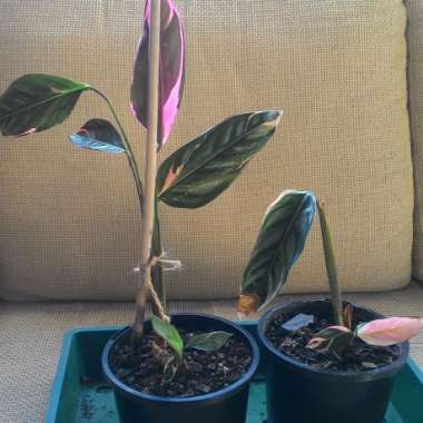 calathea triostar