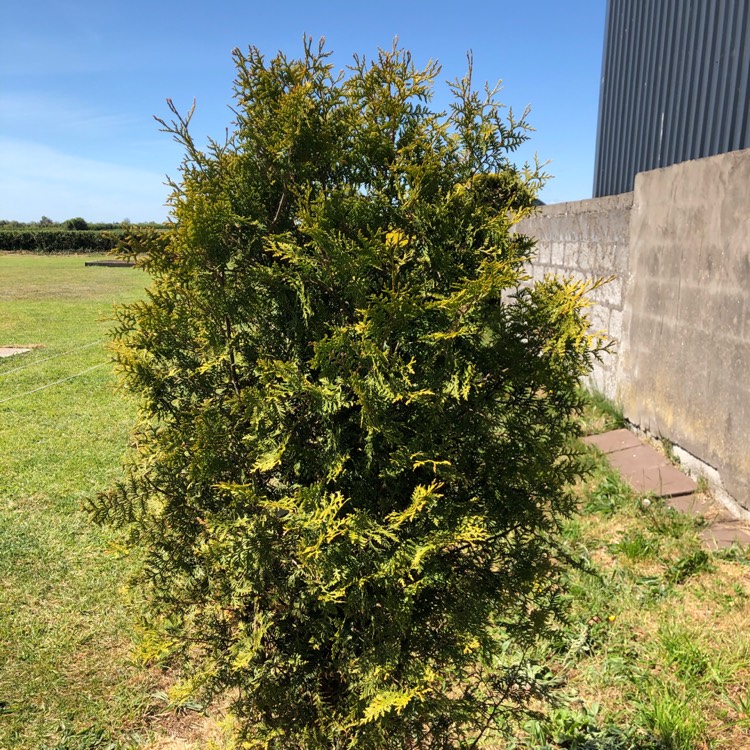 Plant image Thuja occidentalis 'Brabant'