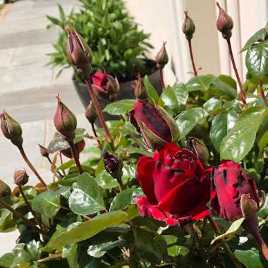 Rosa 'Macdub' syn. Rosa 'Dublin Bay'
