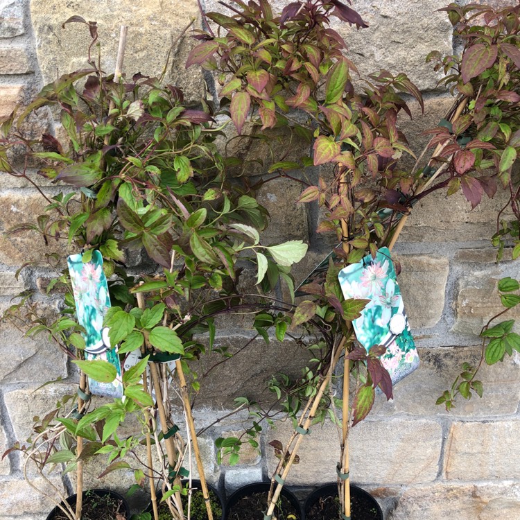 Plant image Clematis montana 'Marjorie'