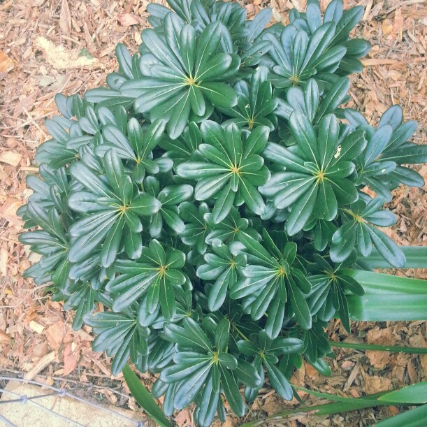 Plant image Pittosporum tobira 'Miss Muffet'