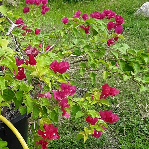 Plant image Bougainvillea x buttiana 'Barbara Karst'