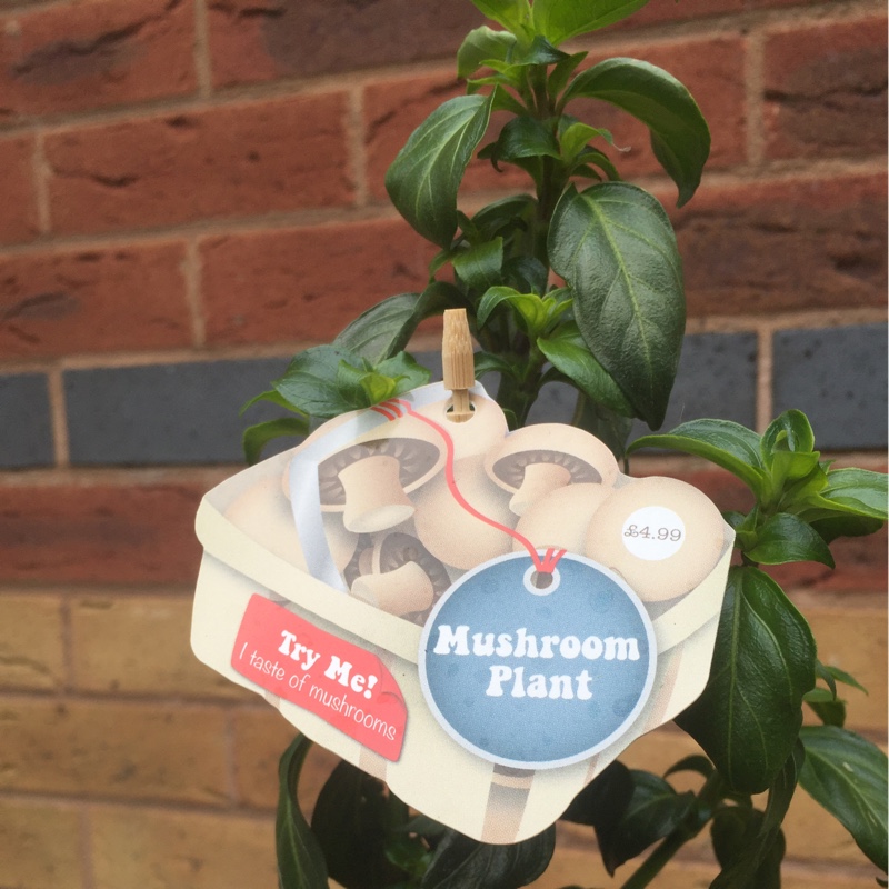 Plant image Rungia Klossii