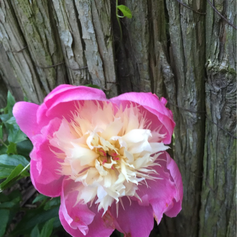 Peony 'Bowl of Beauty' (Herbaceous)