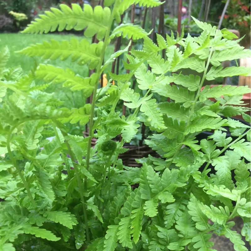 plant image 125743