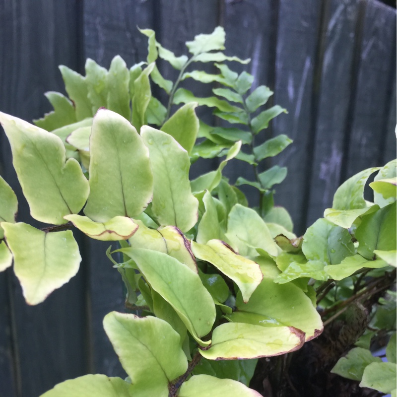 Plant image Cyrtomium Fortunei