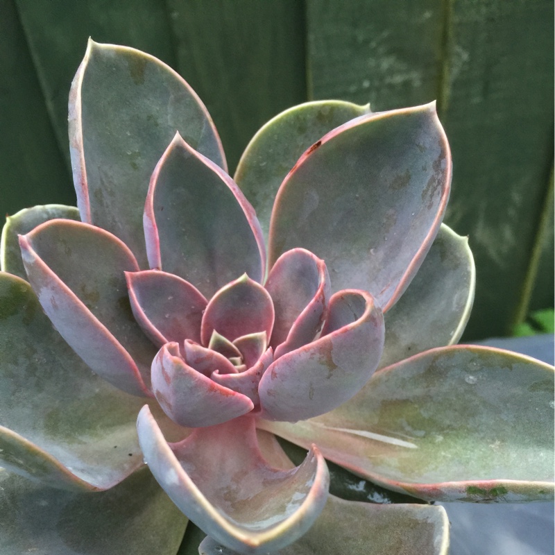 plant image 125752