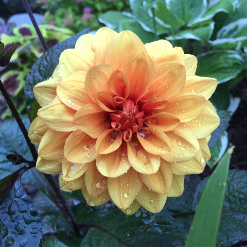 Dahlia 'David Howard'