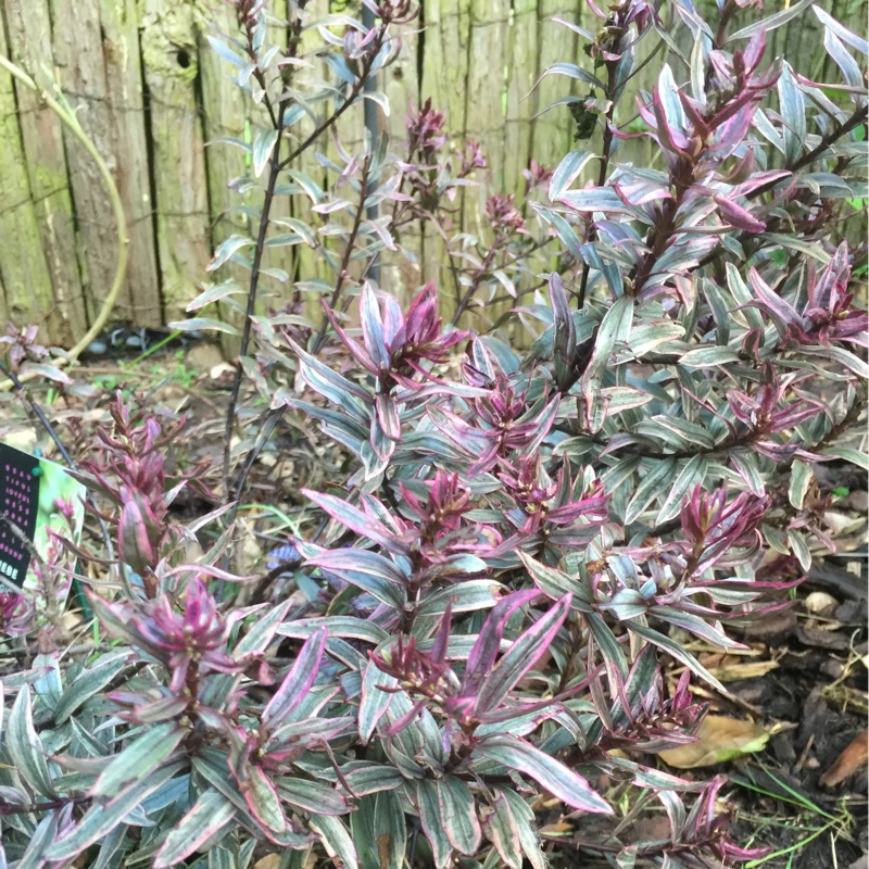 Plant image Hebe 'Magic Summer'
