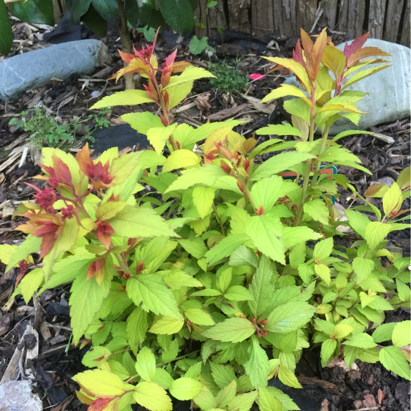 Plant image Spiraea japonica 'Magic Carpet'