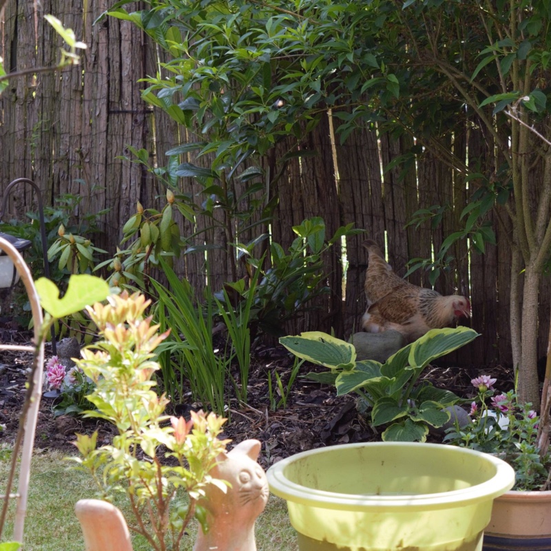 Nigel's garden