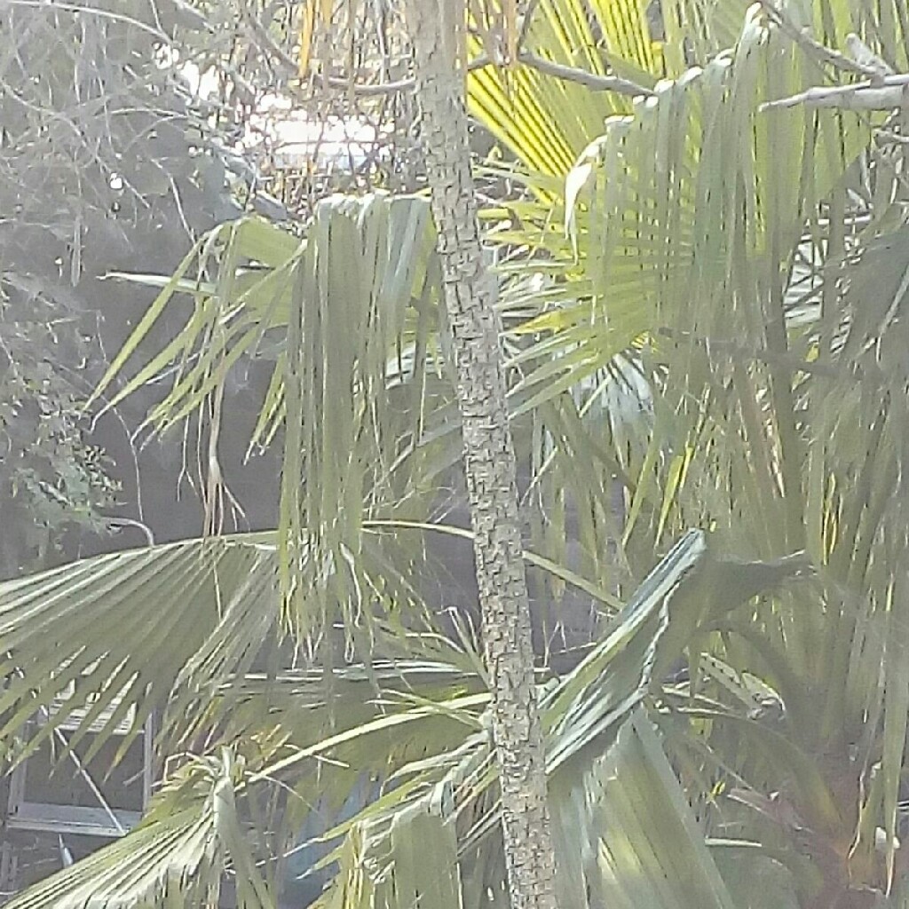 Andy 's garden