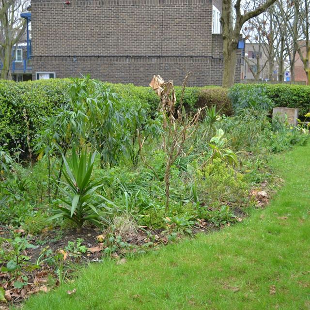 Andy 's garden