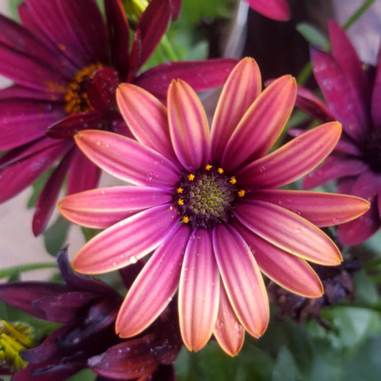 plant image 456144